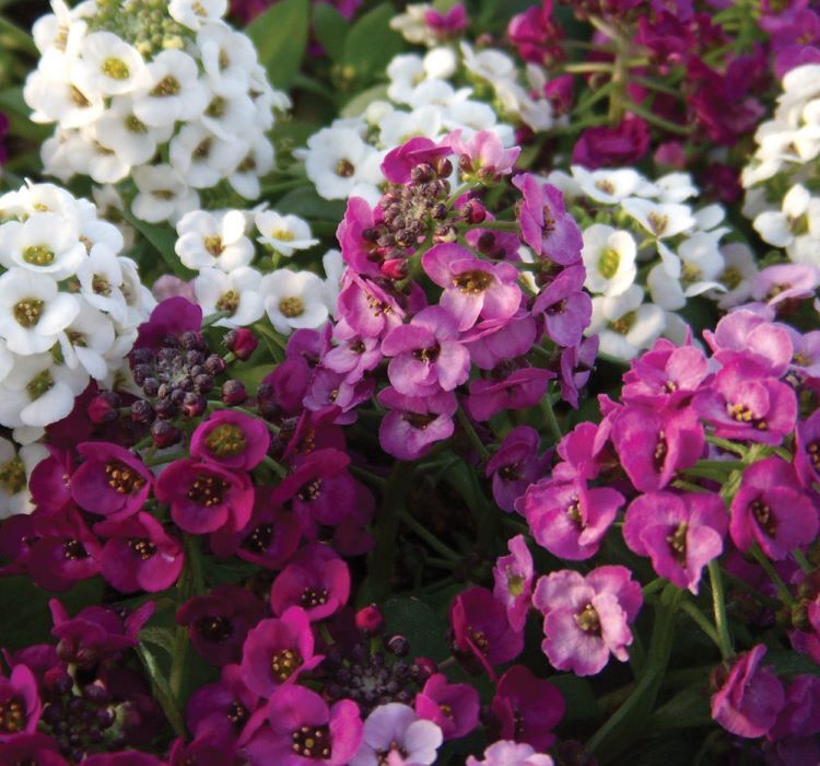 Alyssum Tohumu ( Kraliyet Halısı ) Karışık Renkli - 40 Tohum