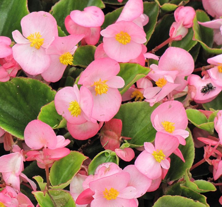 Begonya Tohumu ( Şeker - Yeşil Yaprak ) Pembe Renkli - 40 Tohum