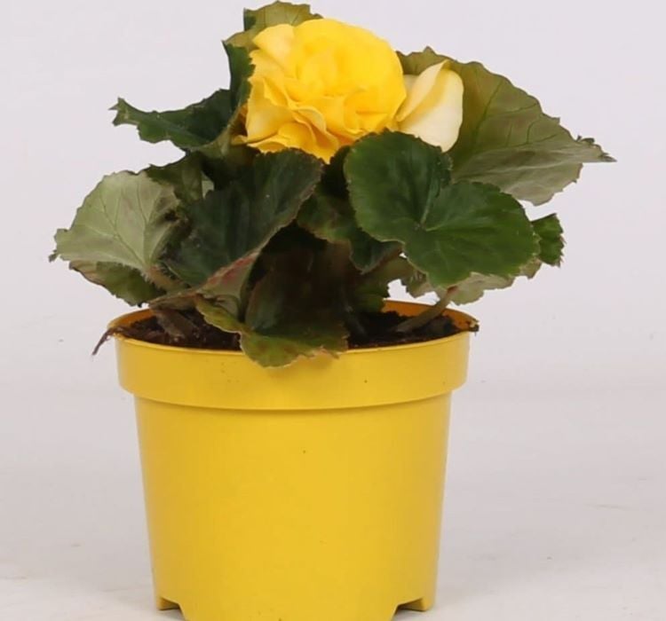 Begonya Tohumu ( Katmerli ) Sarı Renkli - 5 Tohum