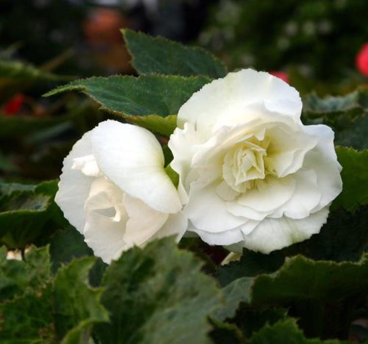 Begonya Tohumu ( Katmerli ) Beyaz Renkli - 5 Tohum