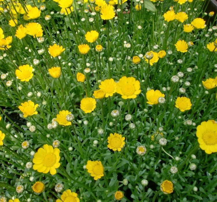 Sarı Papatya Tohumu ( İri Çiçekli ) - 25 Tohum