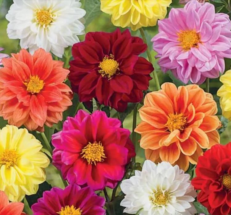 Yıldız  Dahlia Çiçeği Tohumu ( Bodur Mini Çiçekli ) Karışık Renkli - 5 tohum