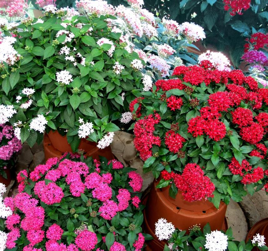 Pentas Çiçeği Tohumu ( İri çiçekli Bodur ) Karışık Renkli - 5 Tohum