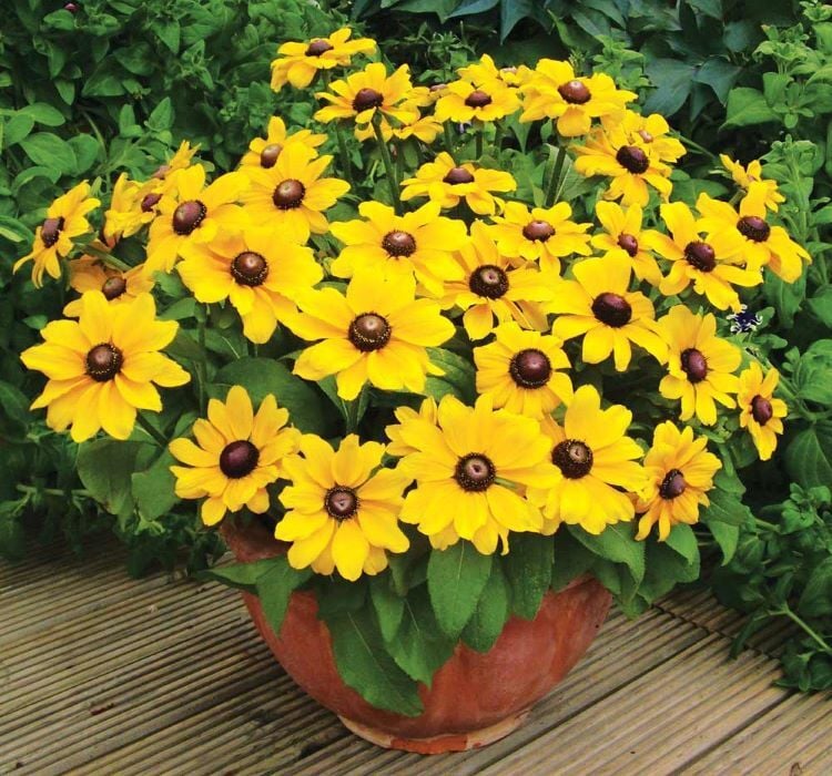 Rudbekya Çiçeği Tohumu ( Dalgalı Bodur ) Sarı Kırmızı Renkli - 5 Tohum