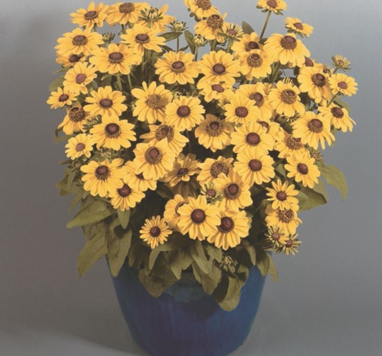 Rudbekya Çiçeği Tohumu ( Dalgalı Bodur ) Sarı Kırmızı Renkli - 5 Tohum