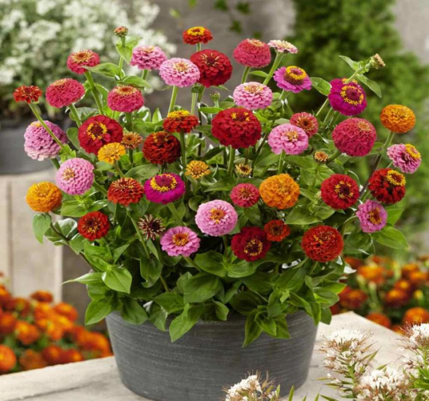 Kirli Hanım Çiçeği Tohumu ( Büyük Çiçekli Zinnia ) Karışık Renkli - 5 Tohum