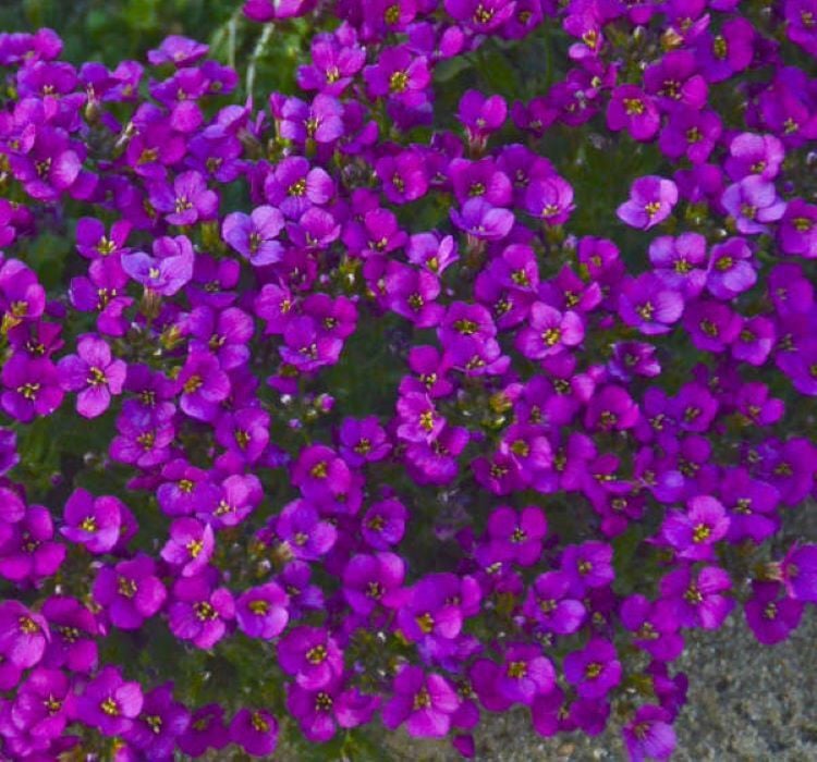 Arabis Tohumu ( Alp Kesimi ) Kırmızı Renkli - 20 Tohum