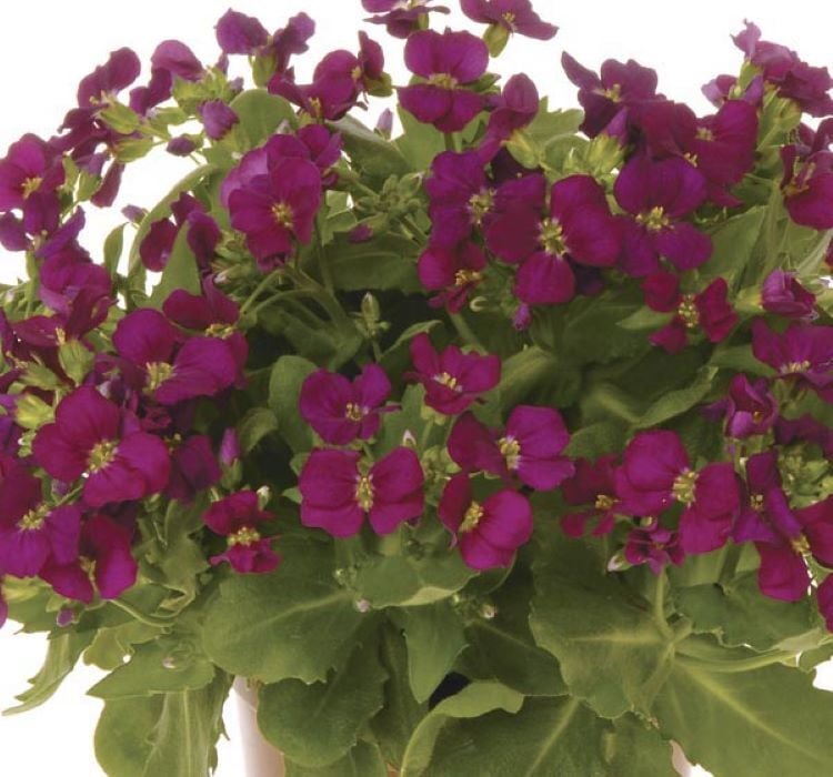 Arabis Tohumu ( Alp Kesimi ) Kırmızı Renkli - 20 Tohum