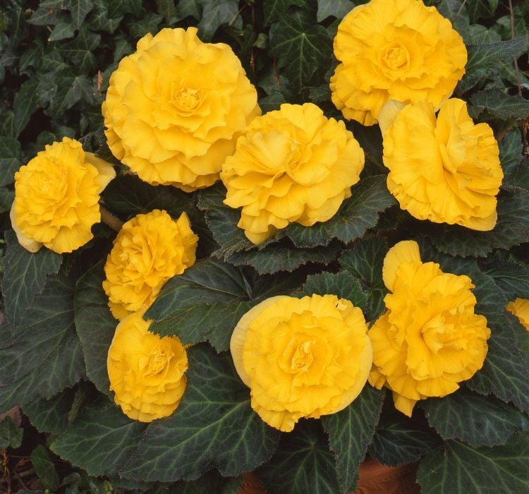 Begonya Tohumu ( Katmerli, Kırmızı Yaprak ) Sarı Renkli - 8 Tohum