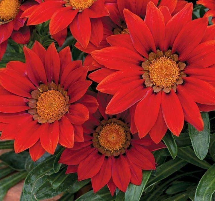 Gazanya Çiçeği Tohumu ( Büyük Çiçek Kalıcı ) Kırmızı Renkli - 8 Tohum