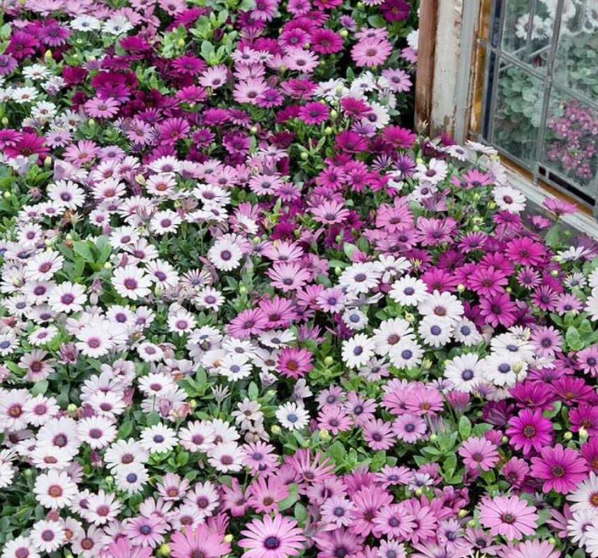 Bodrum Papatyası ( Kalıcı Çok Çiçeklenen ) Sarı, Pembe Renkli - 5 Tohum