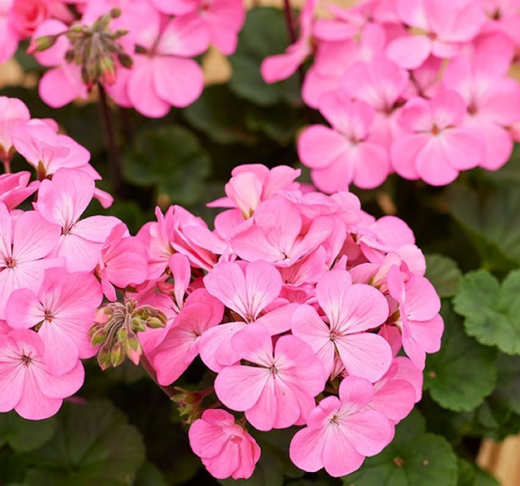Sardunya Tohumu ( Büyük Çiçek, Kokulu Yaprak ) Pembe Renkli - 5 Tohum