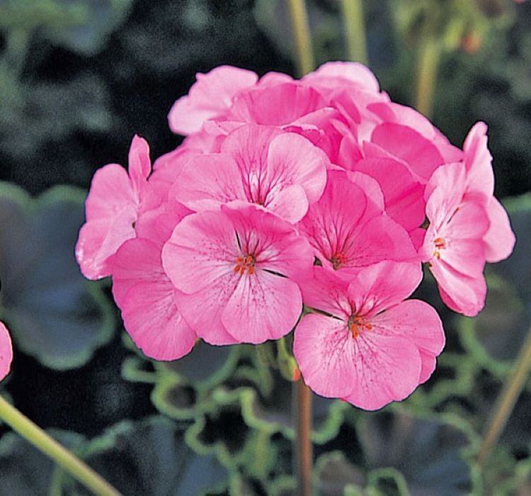 Sardunya Tohumu ( Büyük Çiçek, Kokulu Yaprak ) Pembe Renkli - 5 Tohum