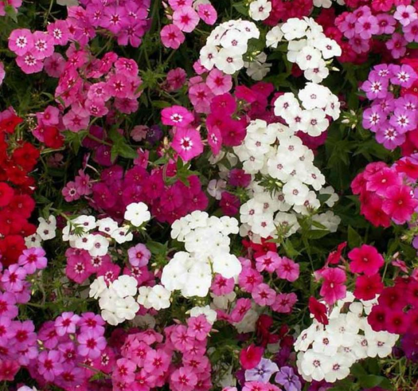 Floks Çiçeği Tohumu ( Çok Çiçekli Kalıcı ) Karışık Renkli - 10 Tohum