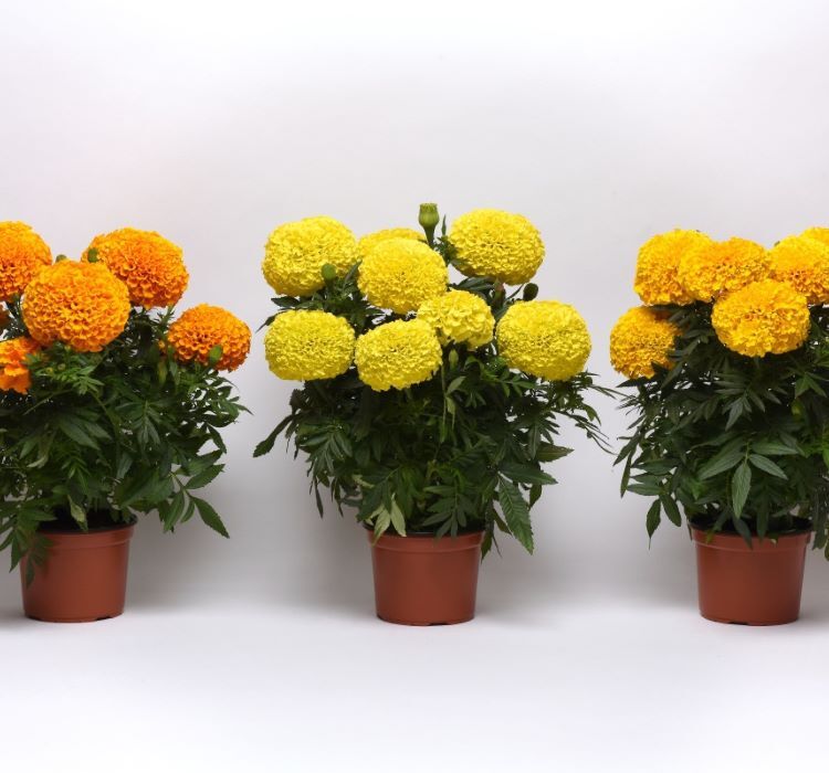 Kadife Çiçeği ( Marigold Büyük Çiçek ) Sarı Renkli - 10 Tohum