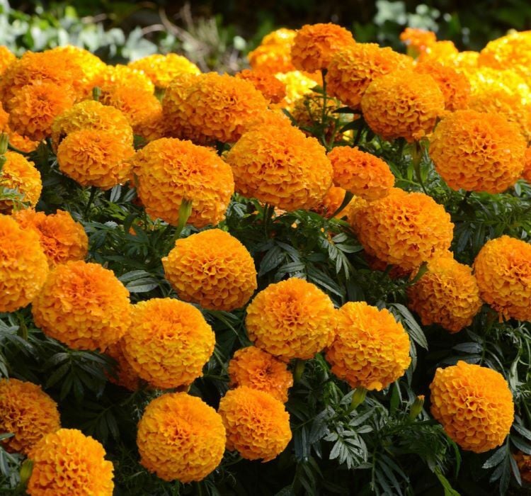 Kadife Çiçeği ( Marigold Büyük Çiçek ) Turuncu Renkli - 10 Tohum