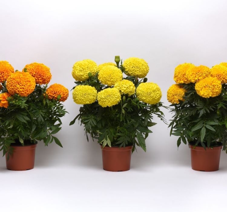 Kadife Çiçeği ( Marigold Büyük Çiçek ) Turuncu Renkli - 10 Tohum