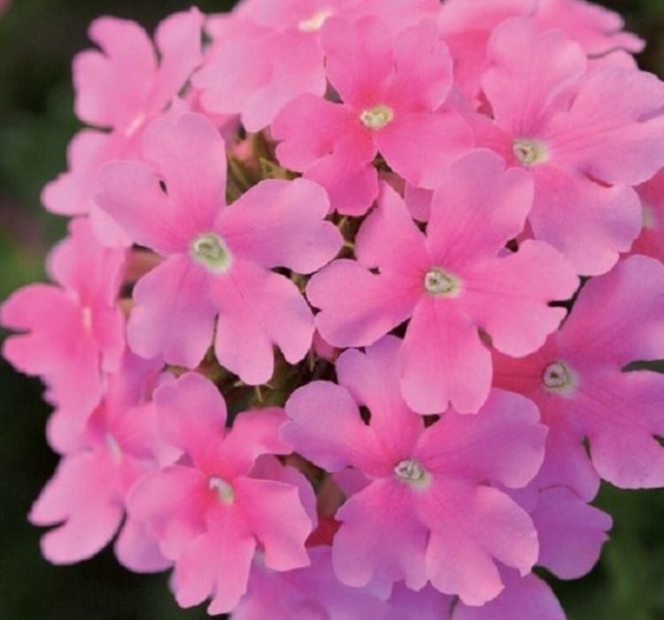 Mine Çiçeği ( Sarkan Çok Dallanan ) Pembe Renkli - 10 Tohum
