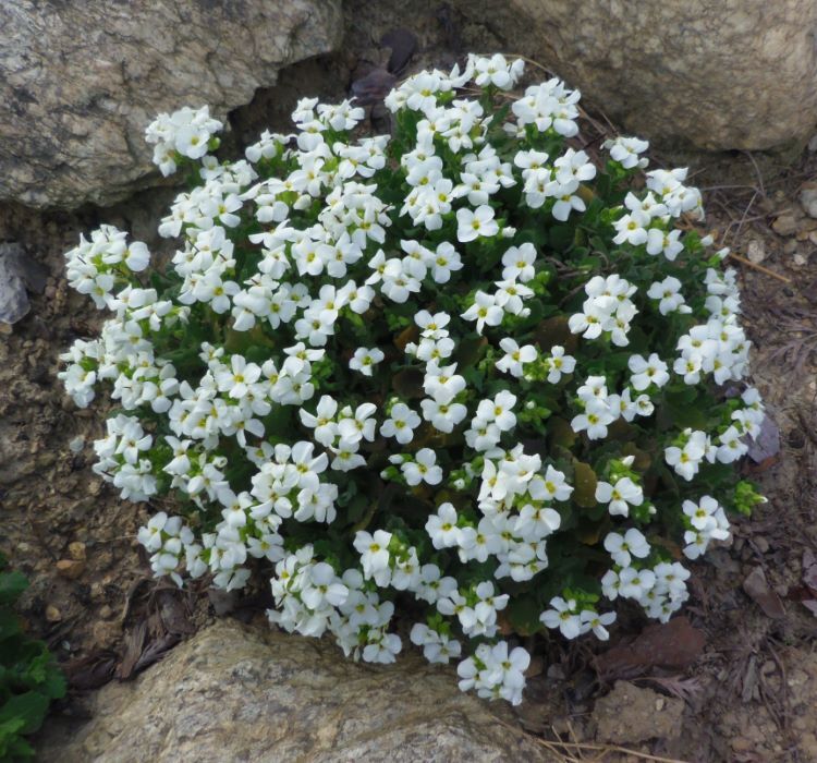 Arabis Tohumu ( Alp Kesimi ) Beyaz Renkli - 20 Tohum