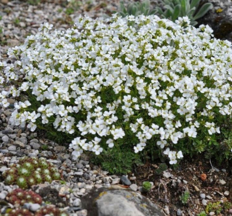 Arabis Tohumu ( Alp Kesimi ) Beyaz Renkli - 20 Tohum