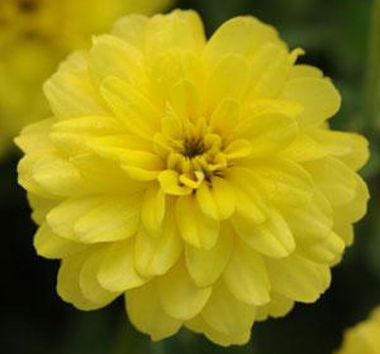 Kirli Hanım ( Zinnia İri Çiçek ) Sarı Renkli - 5 Tohum