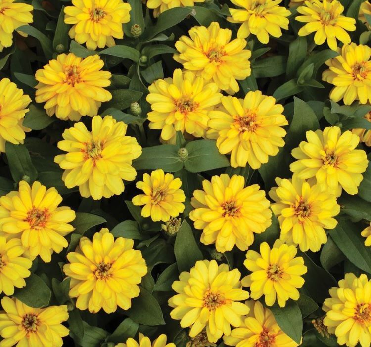 Kirli Hanım ( Zinnia İri Çiçek ) Sarı Renkli - 5 Tohum
