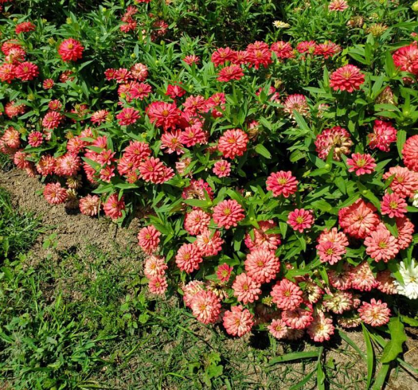 Kirli Hanım ( Zinnia İri Çiçek ) Somon Renkli - 5 Tohum