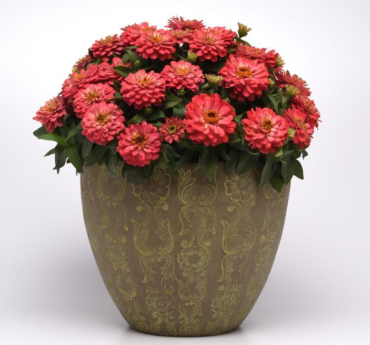 Kirli Hanım ( Zinnia İri Çiçek ) Somon Renkli - 5 Tohum