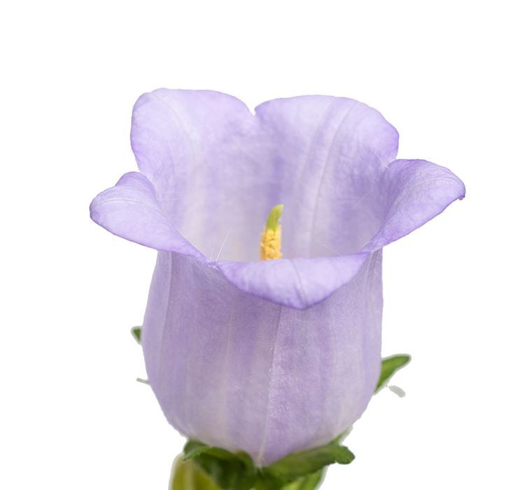 Çan Çiçeği Tohumu ( Mini Maviş ) Leylak Renkli - 5 Tohum