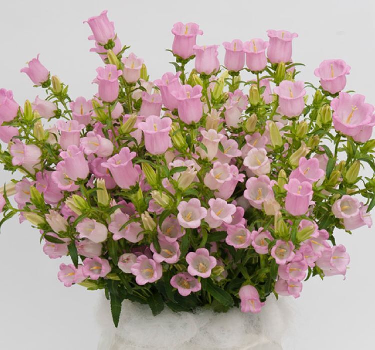 Çan Çiçeği Tohumu ( Mini Maviş ) Pembe Renkli - 5 Tohum