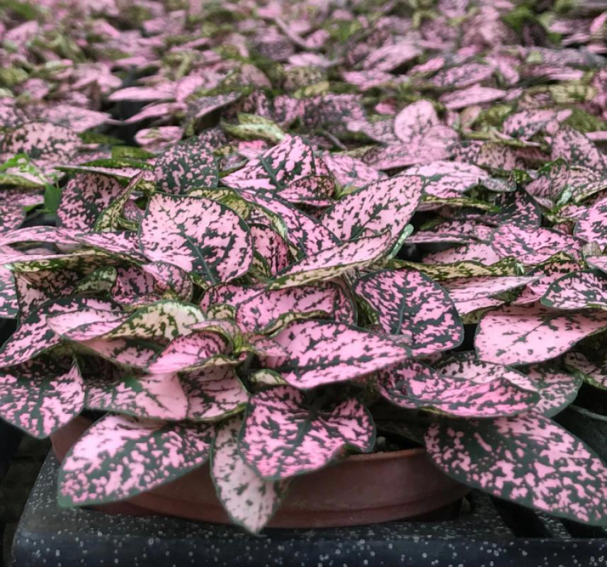 Hostes Çiçeği Tohumu ( Çilli, Geniş Yaprak ) Pembe Renkli - 5 Tohum