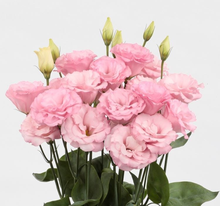 Lisianthus Çiçeği Tohumu ( Katmerli, Bodur ) Pembe Renkli - 5 Tohum