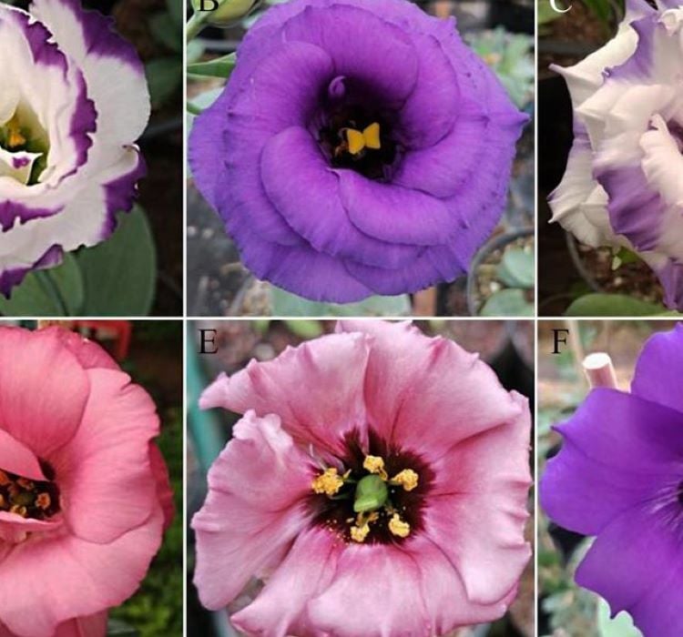 Lisianthus Çiçeği Tohumu ( Katmerli, Bodur ) Pembe Renkli - 5 Tohum