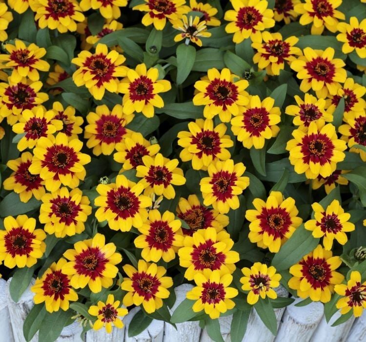 Zinnia Çiçeği Tohumu ( Mini Çiçekli, Kirli Hanım ) Sarı Kırmızı Renkli - 5 Tohum