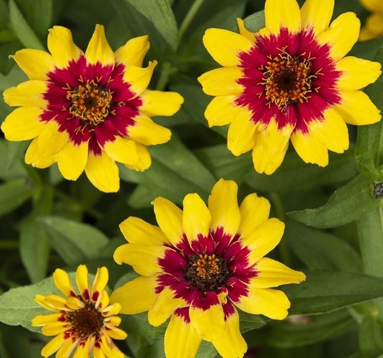 Zinnia Çiçeği Tohumu ( Mini Çiçekli, Kirli Hanım ) Sarı Kırmızı Renkli - 5 Tohum