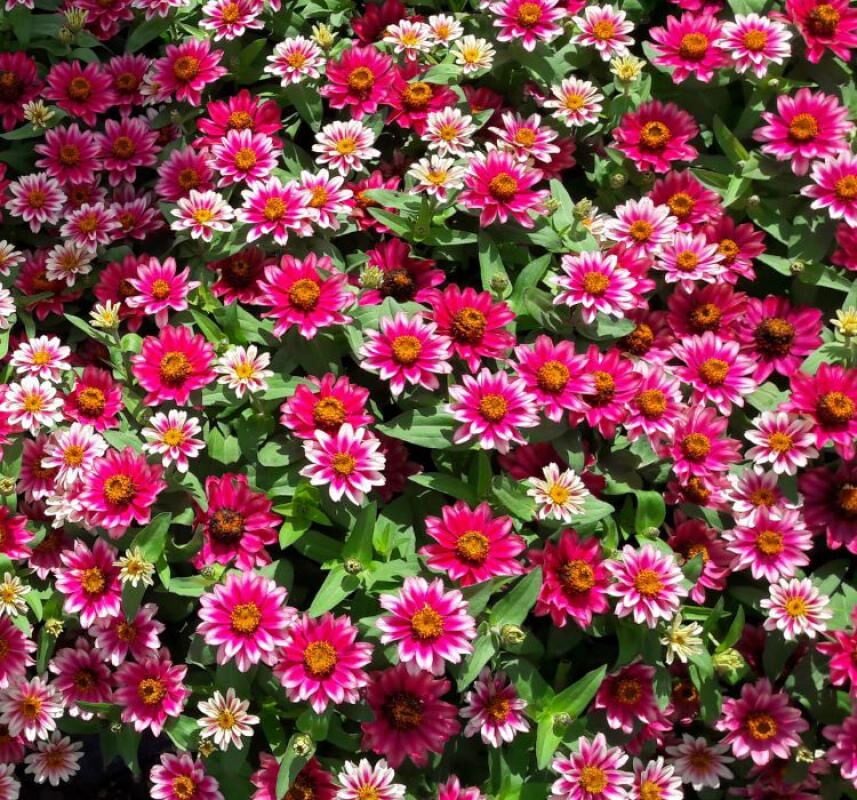 Zinnia Çiçeği Tohumu ( Mini Çiçekli, Kirli Hanım ) Cherry Renkli - 5 Tohum