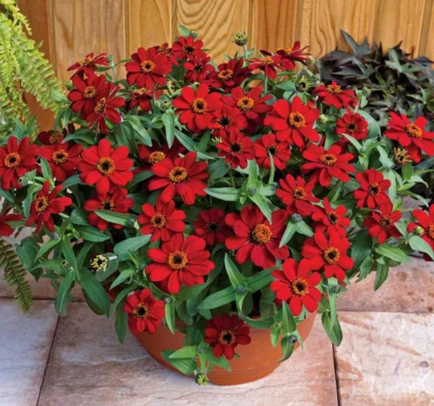 Zinnia Çiçeği Tohumu ( Mini Çiçekli, Kirli Hanım ) Kırmızı Renkli - 5 Tohum