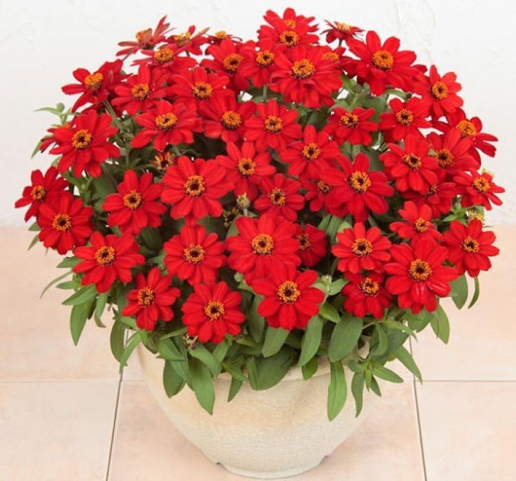 Zinnia Çiçeği Tohumu ( Mini Çiçekli, Kirli Hanım ) Kırmızı Renkli - 5 Tohum