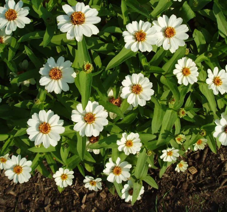 Zinnia Çiçeği Tohumu ( Mini Çiçekli, Kirli Hanım ) Beyaz Renkli - 5 Tohum