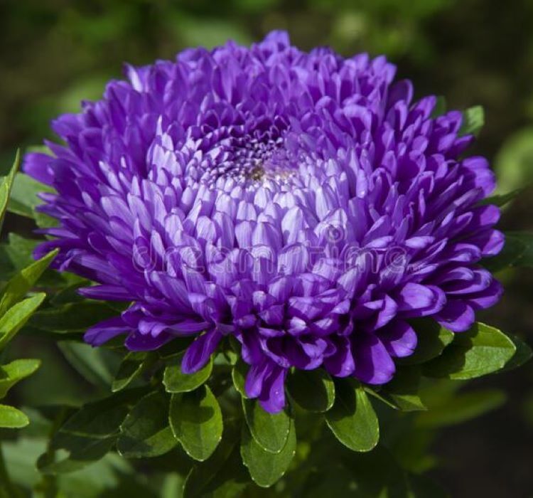 Aster Kasımpatı ( Krizantem ) Mavi Renkli - 20 Tohum