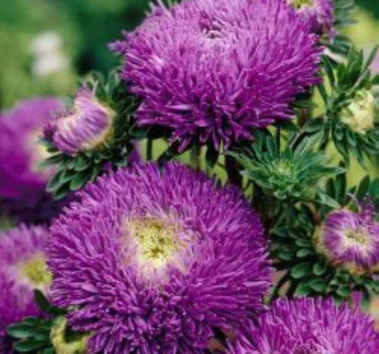Aster Kasımpatı ( Krizantem ) Mavi Renkli - 20 Tohum