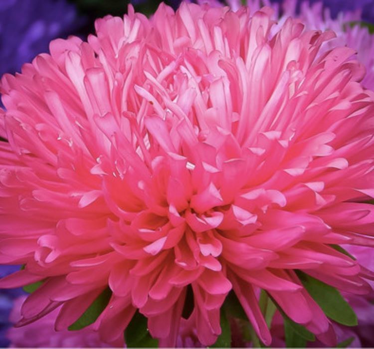 Aster Kasımpatı ( Krizantem ) Burgundy Renkli - 20 Tohum