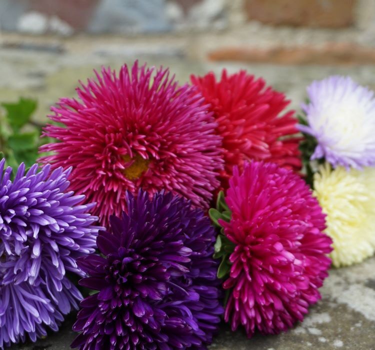 Aster Kasımpatı ( Krizantem ) Burgundy Renkli - 20 Tohum