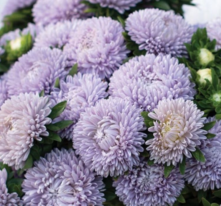 Aster Kasımpatı ( Krizantem ) Lavanta Renkli - 20 Tohum