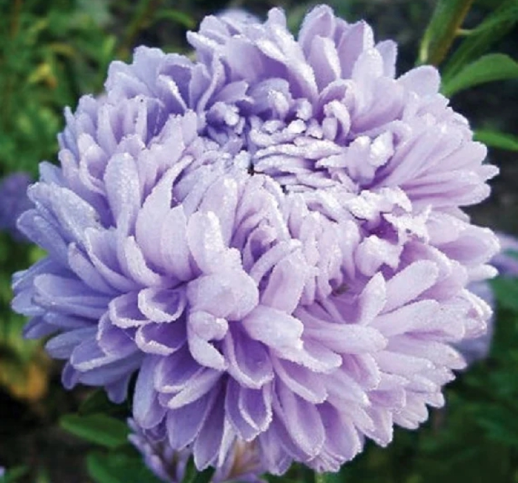 Aster Kasımpatı ( Krizantem ) Lavanta Renkli - 20 Tohum