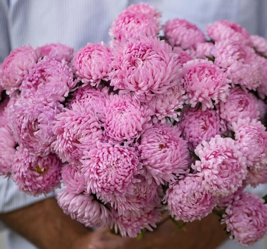 Aster Kasımpatı ( Krizantem ) Pembe Renkli - 20 Tohum