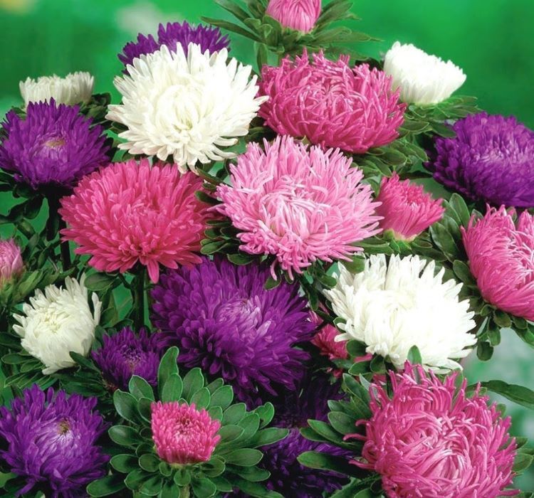 Aster Kasımpatı ( Krizantem ) Pembe Renkli - 20 Tohum