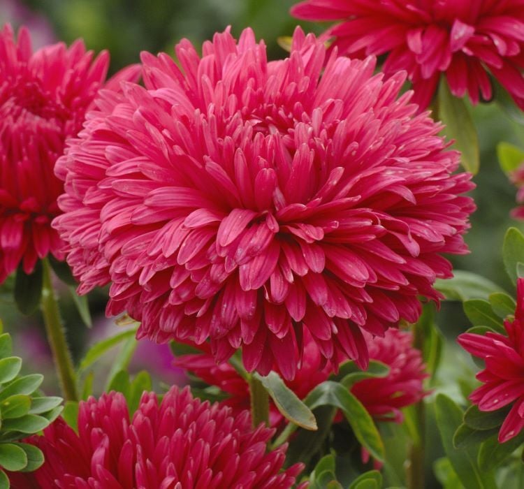 Aster Kasımpatı ( Krizantem ) Kırmızı Renkli - 20 Tohum