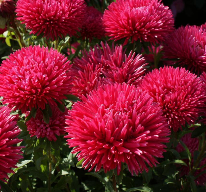 Aster Kasımpatı ( Krizantem ) Kırmızı Renkli - 20 Tohum