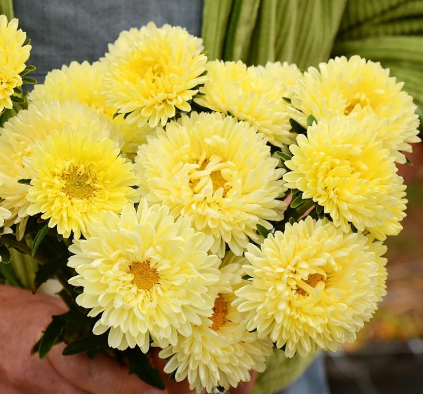 Aster Kasımpatı ( Krizantem ) Sarı Renkli - 20 Tohum